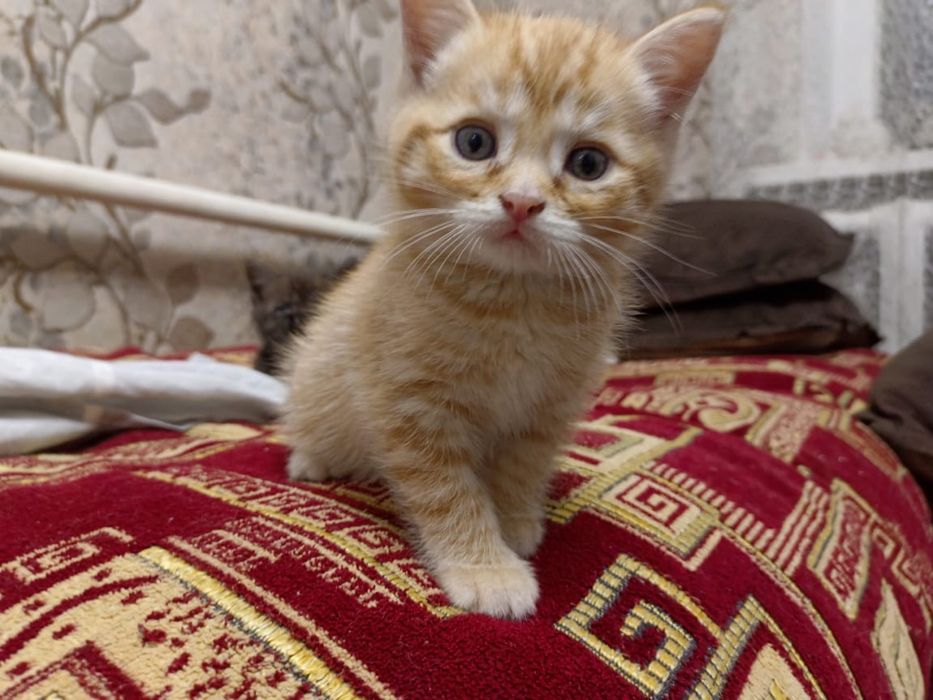 Бесплатно котята