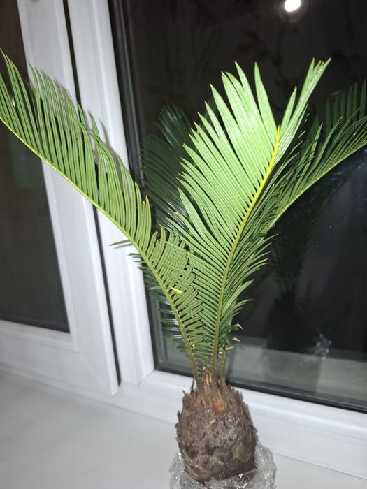 Цикас многолетний