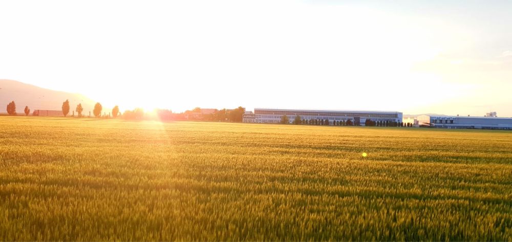 Samanta grau soiuri consacrate