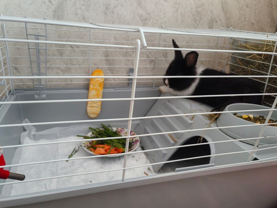 Крольчиха 1,5 мес