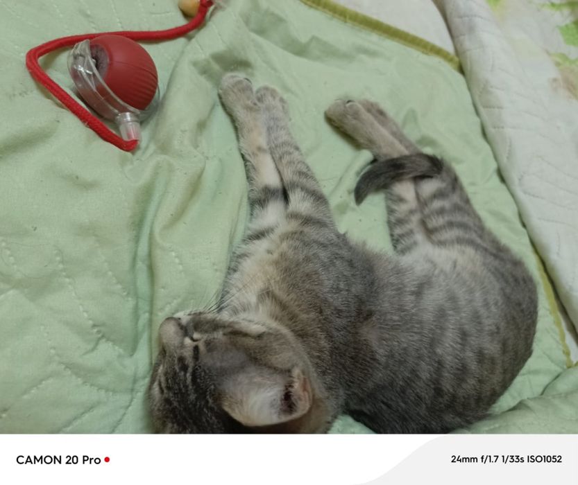 Отдам хорошие руки котенка