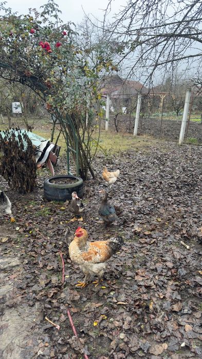 Vând rate .Crescute cu porumb și viermi