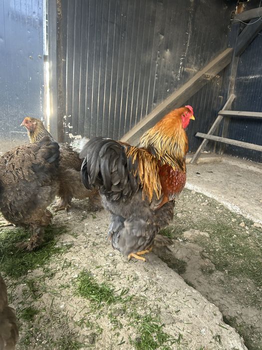 Vand pui brahma potarnichiu