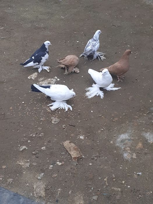 Продам домашних голубей