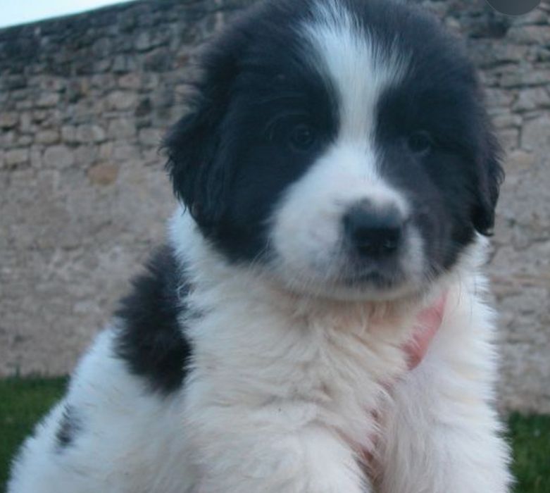 Продаются щенки Алабая