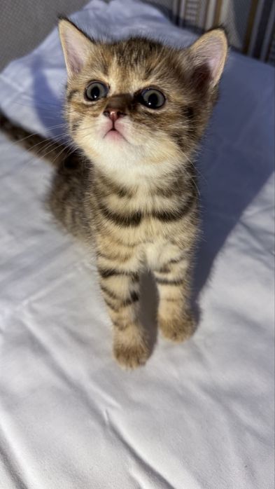 Шотландские вислоухие