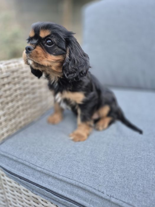 Cavalier king charles