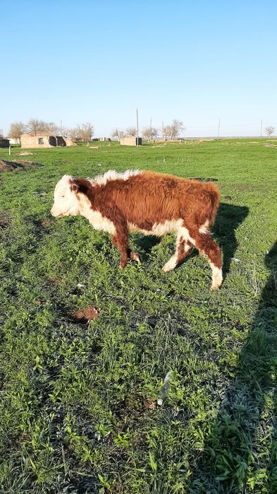 Еркек подсостар 350мың тг