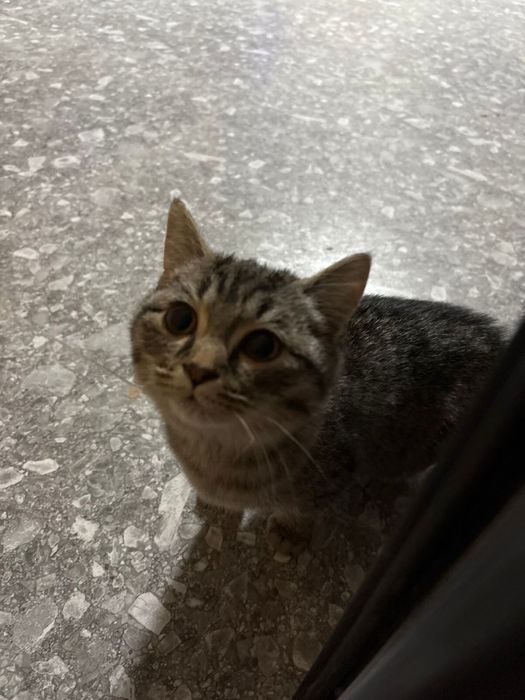 Ищу дом для кота