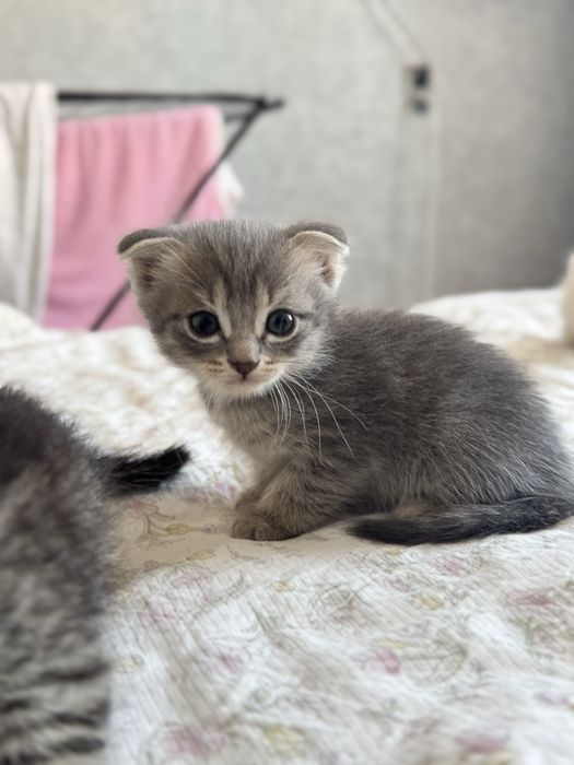 Отдам котят в добрые руки