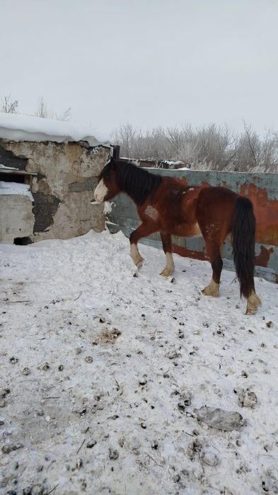 Жеребец 5 лет писать в ватсап