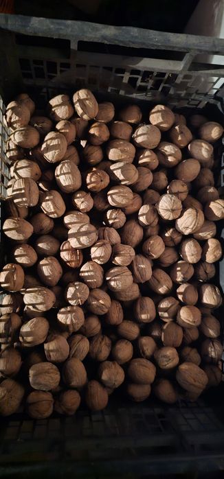 Орехи грецкие пр