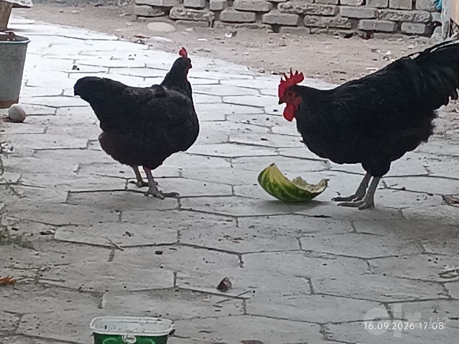 Jessi tovuqlari .