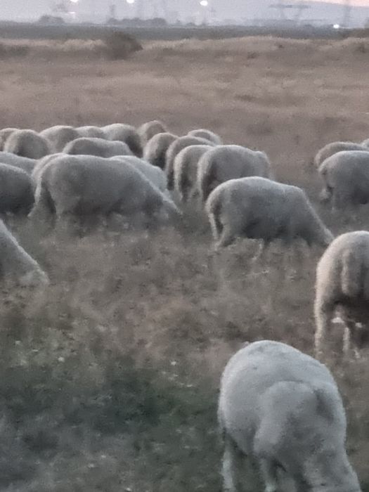 Vând oi ile de france