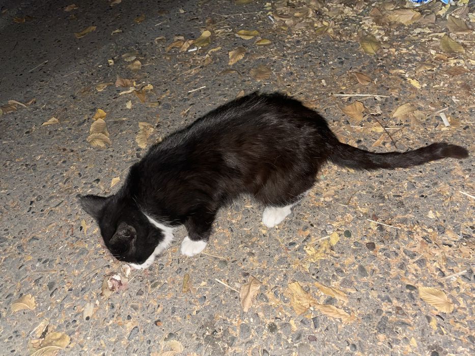 Котенок черная - белая