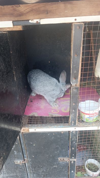 Продаю кролика шиншилла самец