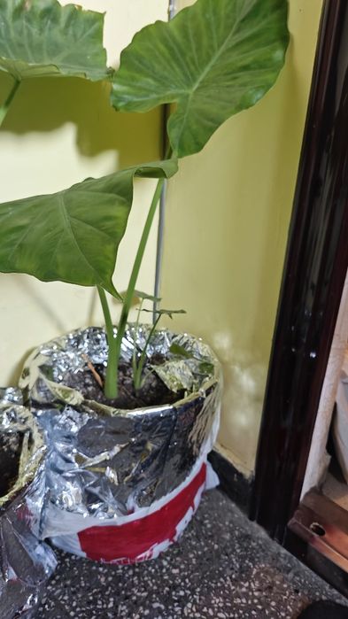 Трилистник голям