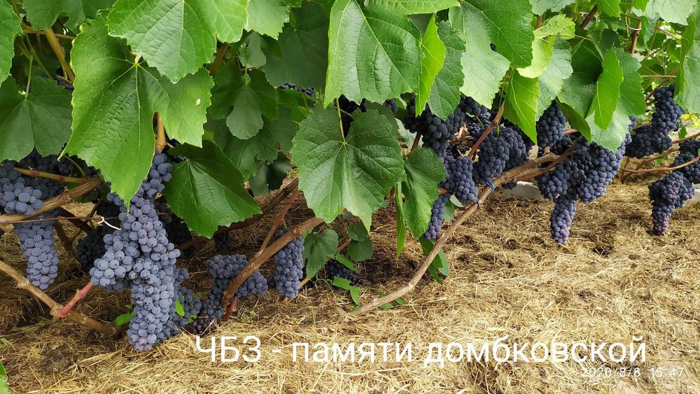 Саженцы винограда