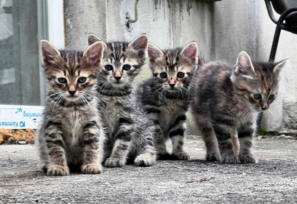 Подарявам котета