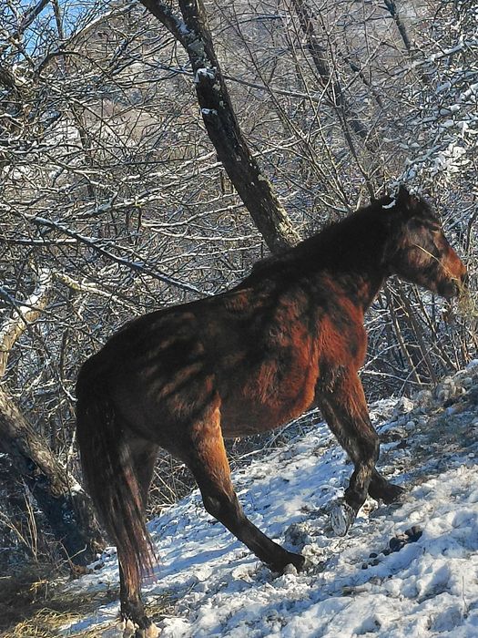 Cârlană de vânzare