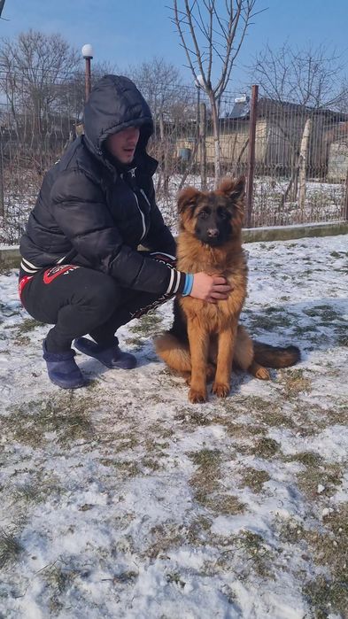 Pui ciobanesc german