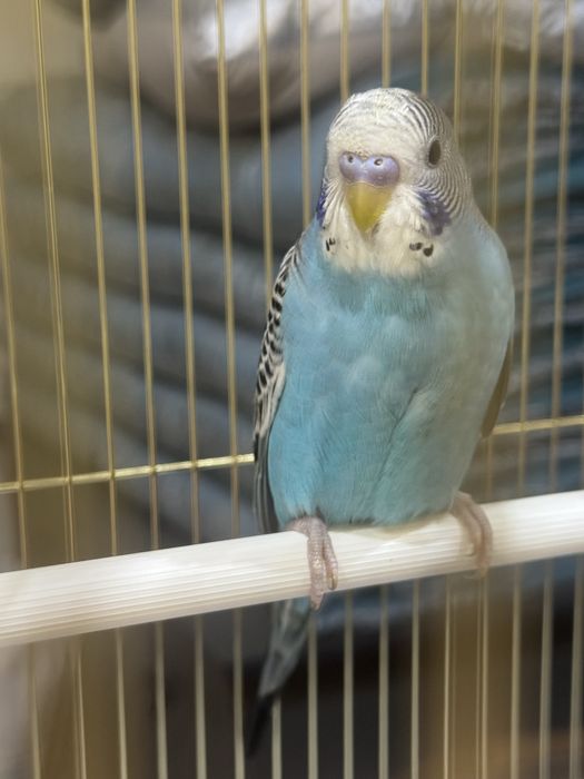 Волнистый попугай