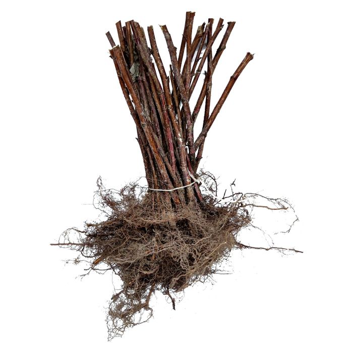 Drajoni zmeura polka