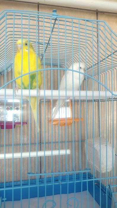 Vand pereche papagali perusi