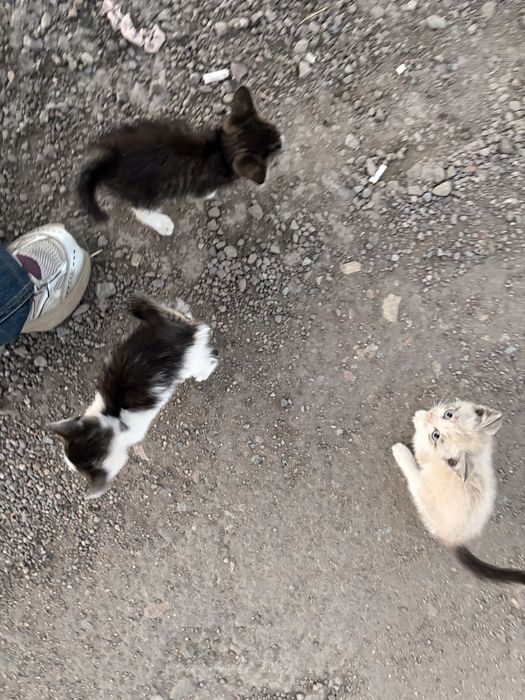 3 котенка, маленькие