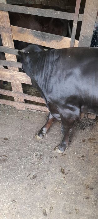 Vând vițel de 7 luni