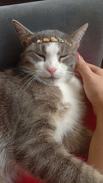 Кот продам 2 года