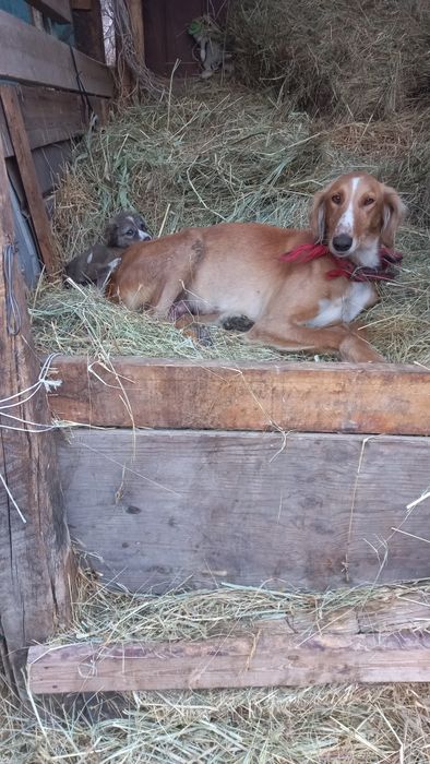 Тазы күшік сатам 3 ацлық