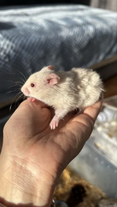 Хомяк сирииец 2 мес