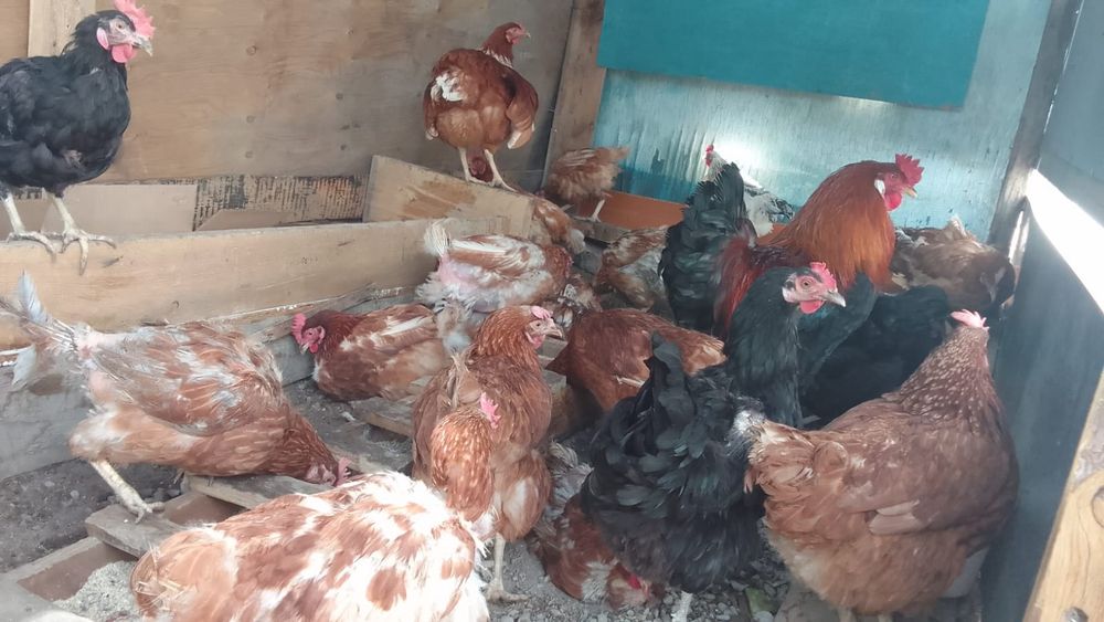 Продам курей несутся нормально