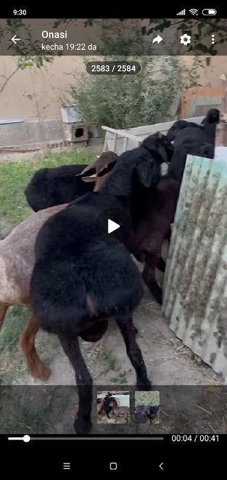 Qoʻchqorlar bor sotiladi