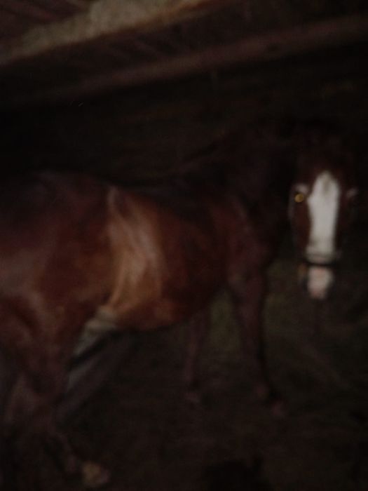 Vând cal în vârstă de 9 ani,accept orice probă