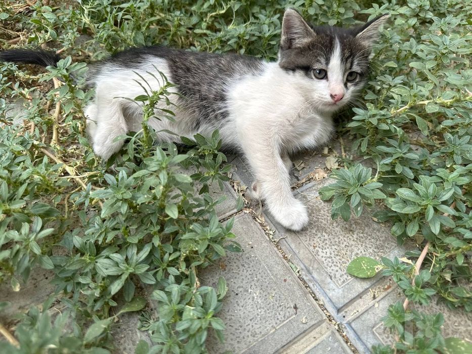 Котята ищут любящий дом