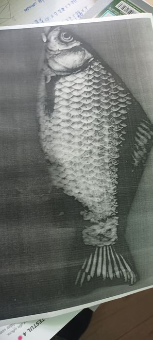 Poza cu peste foarte suculent