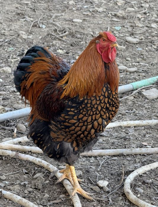 Vand 2 cocoși rasa Wyandotte GSG