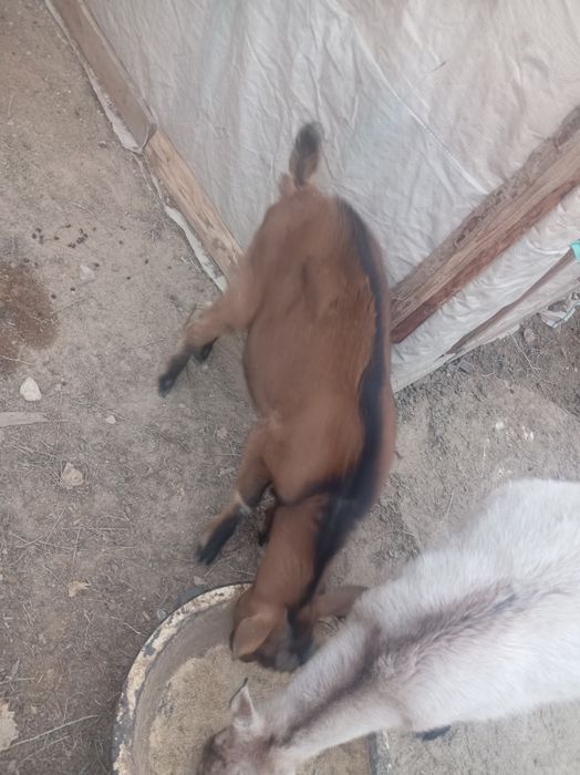 Сельхоз животных