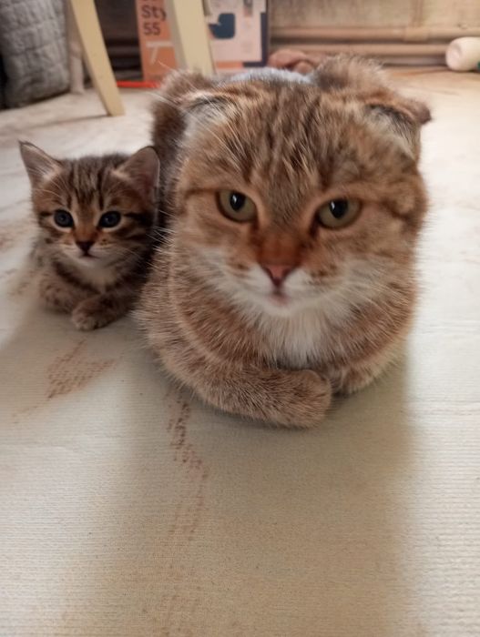 Продам веслоухого котёнка