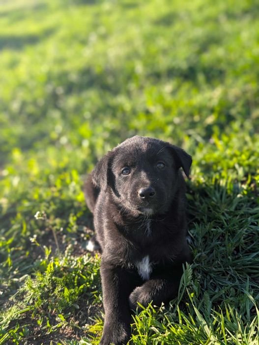 Енергични кученца кръстоска (Питбул териер x Белгийска овчарка) – за активни стопани