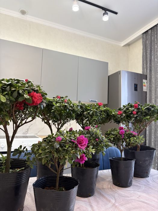 Цветы азалии на продаже