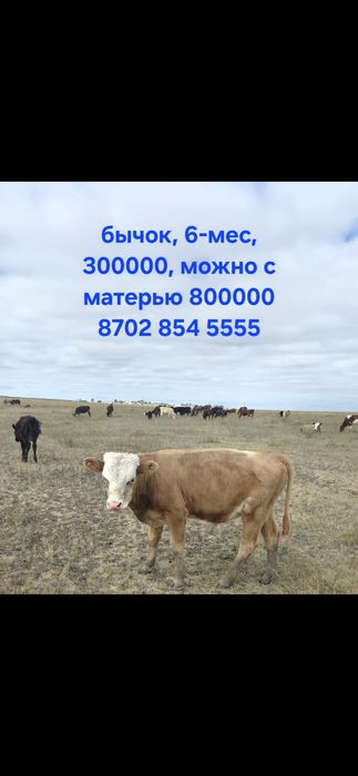 Продам корову, бычок, теленок