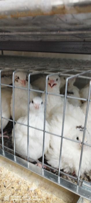 Oua prepelita  proaspete  pentru consum, cura sau incubat.