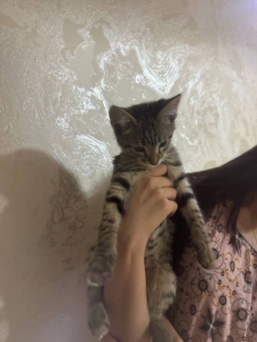 Добрые коты в хорошие руки