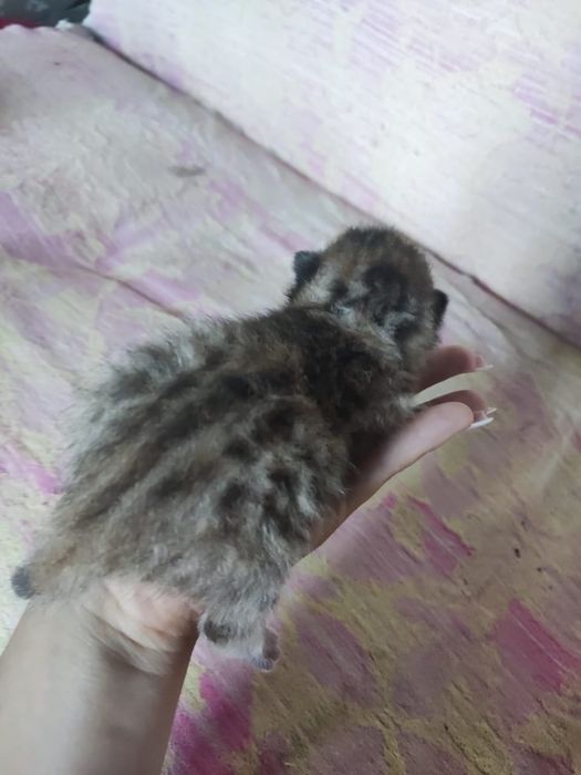 Продам котят 15 тыс