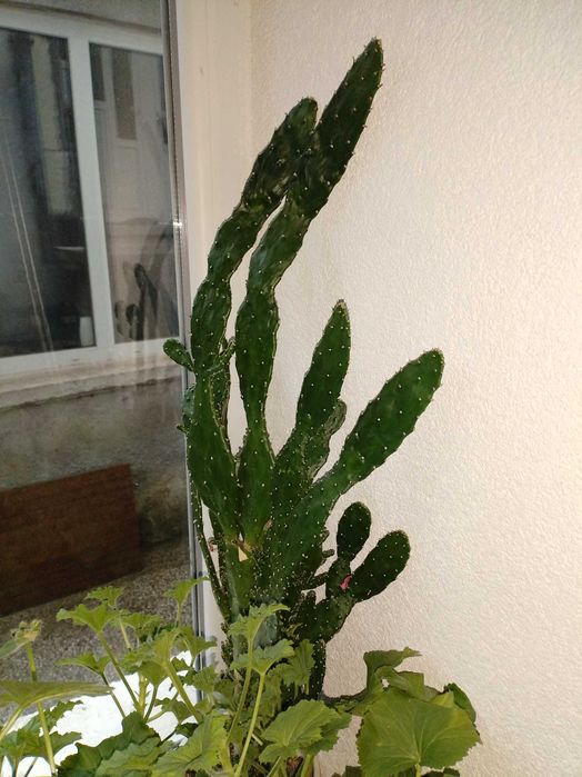 Налични жълти сансевиери, moonshine, cilindrica, Black moon, алое