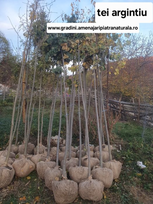 Mesteacan alb, tei argintiu, frasin, artar verde, carpen, paltin