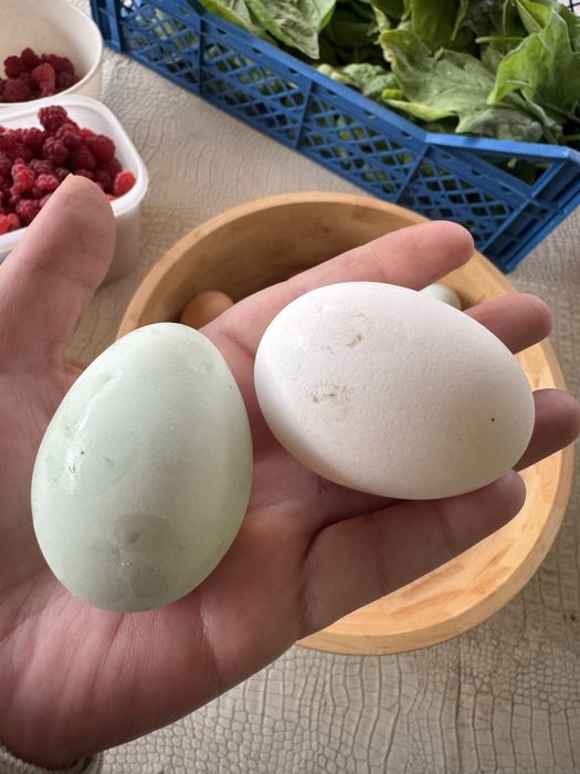 Продам домашние яйца